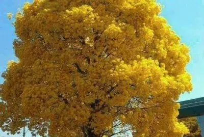 guayacan