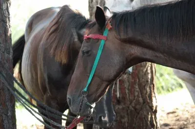 פאזל של caballos