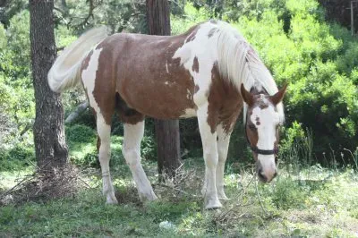 פאזל של Pastando