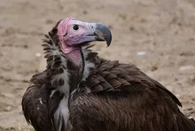 Avvoltoio collorosso