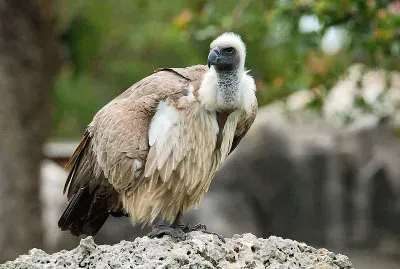 Avvoltoio dorsobianco