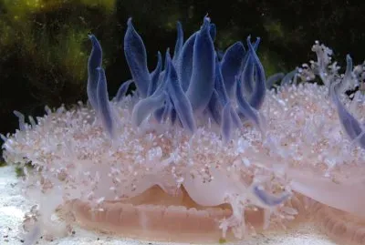 Cassiopea andromeda jigsaw puzzle