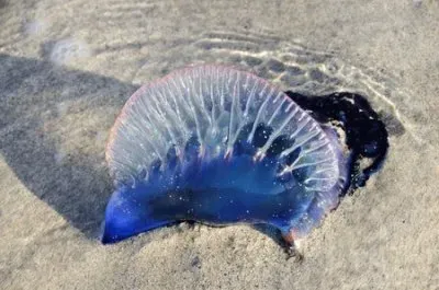 Caravella portoghese