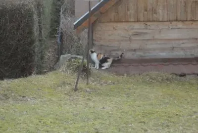 le petit dernier