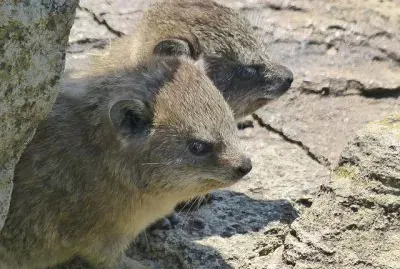 Procavia delle steppe