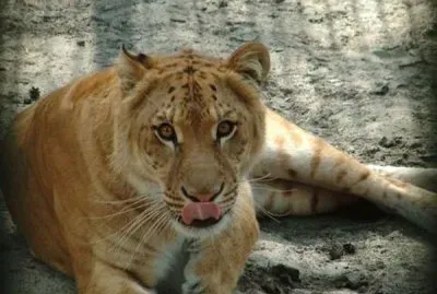 Ligre incrocio leone maschio tigre femmina