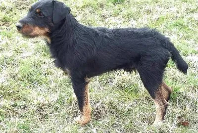 Terrier deuscher jagd