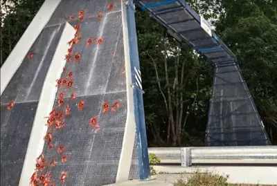 Crab Bridge - Australia