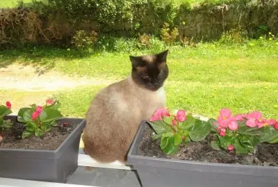 ma mia et mes fleurs