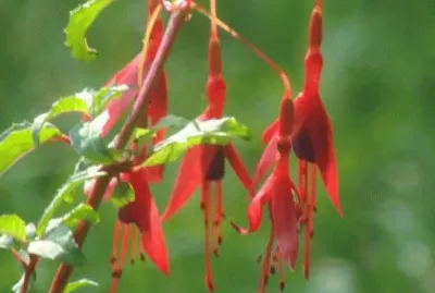 flores simples y bellas