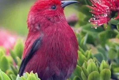 imagem jigsaw puzzle