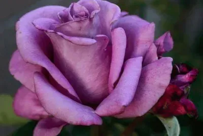 purple rose