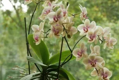 Orchid