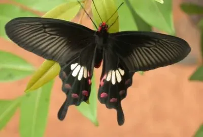 Pachiliopta aristolochiae