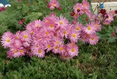 é²œèŠ±
