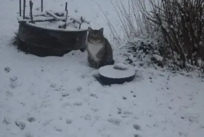 chat dans la neige jigsaw puzzle