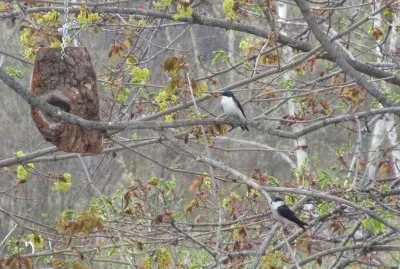 Field swallows back for another year!