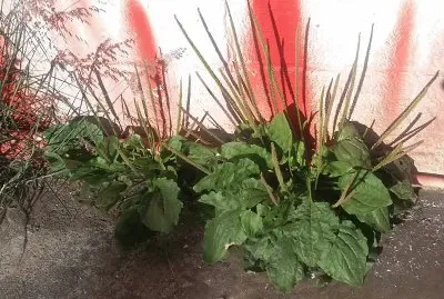 HERMOSO