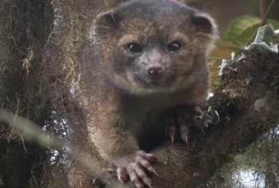 Olinguito