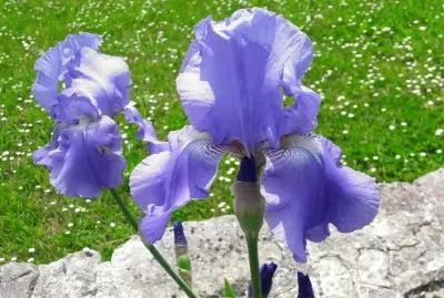 iris des jardins - Edon