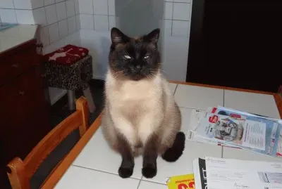 toujours misette jigsaw puzzle