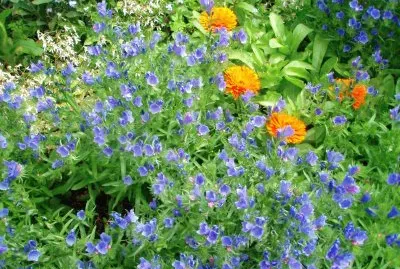 Great Dixter Kent Angleterre