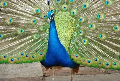 Paon Ã  Leeds castle Angleterre jigsaw puzzle