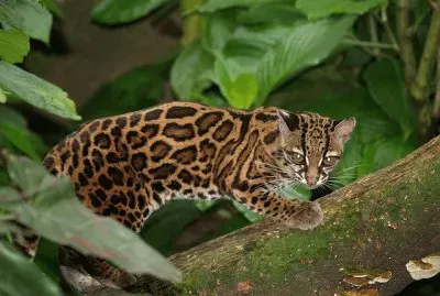 Selvatico brasiliano