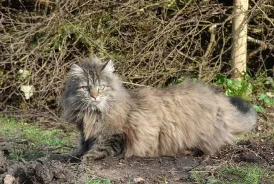 Delle foreste norvegesi