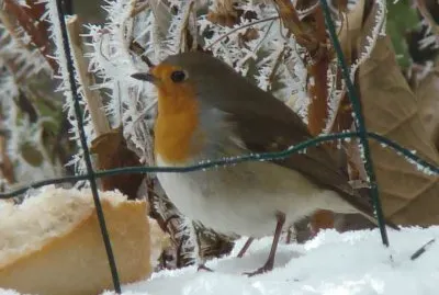 Rouge-gorge jigsaw puzzle