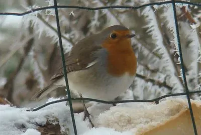 Rouge-gorge jigsaw puzzle