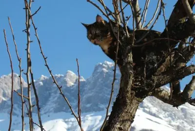 Animaux