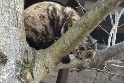 Ciccia jigsaw puzzle