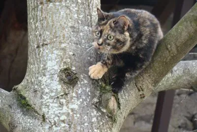 Ciccia jigsaw puzzle