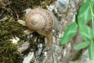 escargot jigsaw puzzle