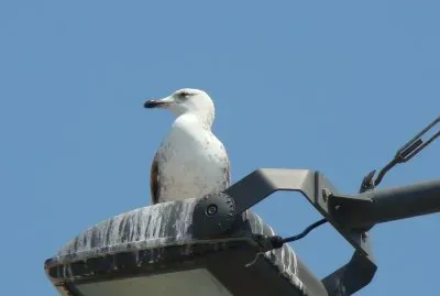 GoÃ©land jigsaw puzzle