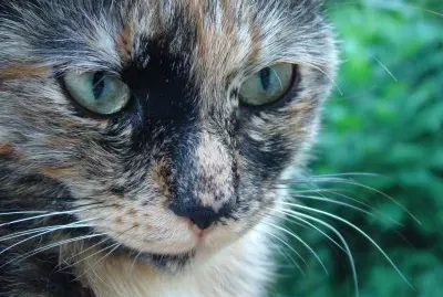 Ciccia jigsaw puzzle