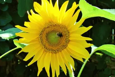 bourdon jigsaw puzzle