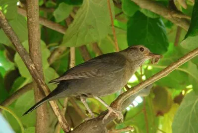 merlette jigsaw puzzle