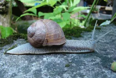 escargot jigsaw puzzle
