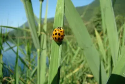 coccinelle