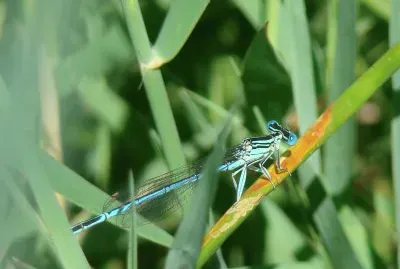 libellule