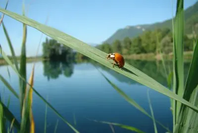 coccinelle