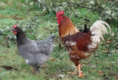 פאזל של poule et coq