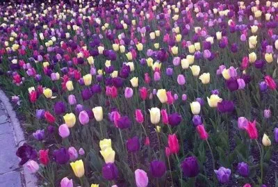 imagem jigsaw puzzle