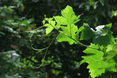 la vite jigsaw puzzle