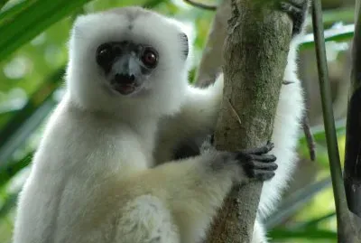 Sifaka silly