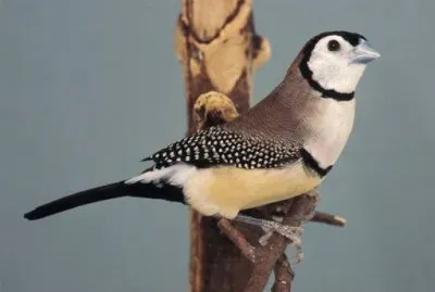 Diamante di bichenow