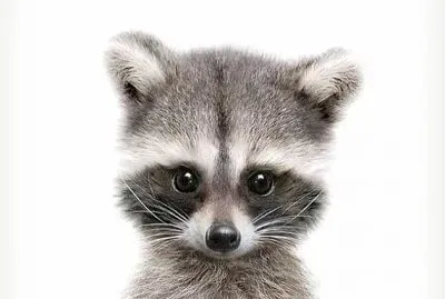Mapache bebe