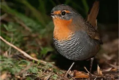 Tapaculo
